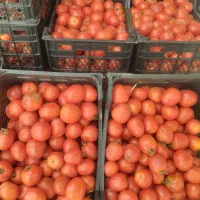 گوجه درجه یک گوجه شیراز