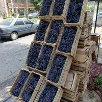 انگور سردشت کردستان