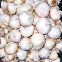 سیر زابل