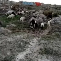 بز افقانی