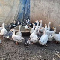 غازقو و  اردک اسرائیلی|حیوانات مزرعه|اردبیل, |دیوار