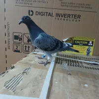 پرنده|پرنده|مشهد, طبرسی شمالی|دیوار