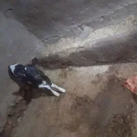 گاوشیری|حیوانات مزرعه|زاویه, |دیوار