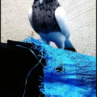 نر الماسی صربی 6دانگ درجه1