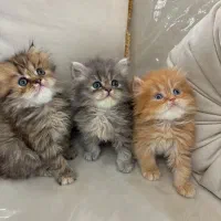 گربه بریتیش با اصالت