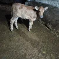 یک عدد گوساله نر شیر خار به فروش میرسد