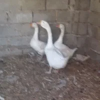 قوغاز