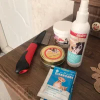 گربه اسگاتیش|گربه|ری, علایین|دیوار