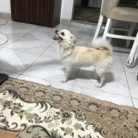 شی واواپامرین