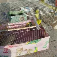 مرغ عشق|پرنده|بزینه رود, |دیوار