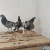 جوجه اردن خالص خالص