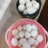 تخم مرغ گلین