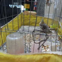 جوجه عروس هلندی نر دونه خور وانت تلفنی شبانه روزی