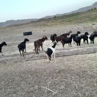 چند عدد بز محلی|حیوانات مزرعه|رفسنجان, |دیوار