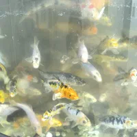 ماهی کوی|ماهی|شریفآباد, |دیوار