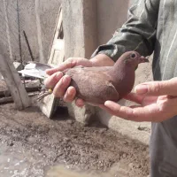 کبوتر دوبر وکلفه