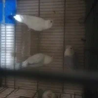 کوتوله مارال جفت شده وجوانه|پرنده|فسا, |دیوار