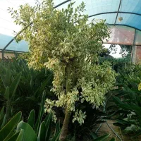 فروش گلخانه
