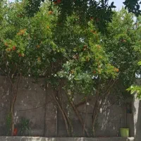 سوییت|اجارهٔ کوتاه‌مدت آپارتمان و سوئیت|علی‌آباد کتول, |دیوار