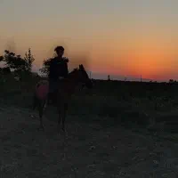 مادیان عرب