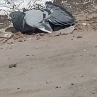 نر سبز