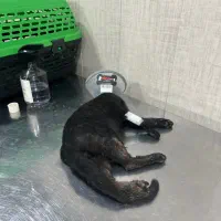 گربه بومی تصادفی(حامیان اهوازی توجه)