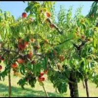 زمین-باغی-سند6دانگ-معاوضه-باخودرو