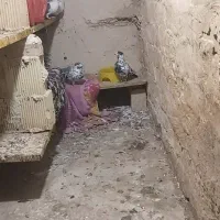 یک جفت سوسکی کاکول