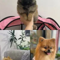 پامر خرسی نر|سگ|رشت, حومه رشت|دیوار