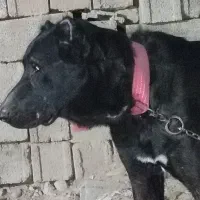 باسلام سگ دوساله همه چیز تمام به فروش میرسد|سگ|شبانکاره, |دیوار