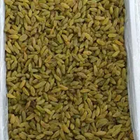 کشمش سبز وافتابی|خوردنی و آشامیدنی|شهرکرد, |دیوار