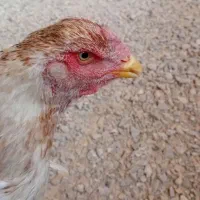 مرغ لاری درجه ۱ نسل قدیم|حیوانات مزرعه|ممقان, |دیوار