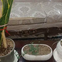 گل و گلدان|گل و گیاه طبیعی|تهران, زنجان جنوبی|دیوار
