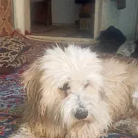 گمشده|حیوانات|خرم‌آباد, |دیوار