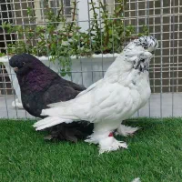 لانگ فیس|پرنده|تهران, پامنار|دیوار