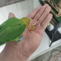 طوطی کوتوله برزیلی فول فول اهلی و دستی|پرنده|تبریز, |دیوار