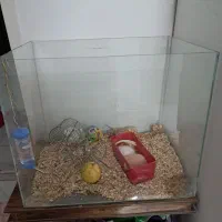 آکواریوم بزرگ جونده همراه جفت همستر نر