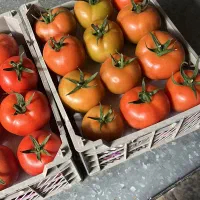 خریدار گوجه ۴۱۲۹ گلخانه ایی