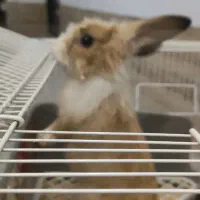 خرگوش به همراه قفس وملزومات|موش و خرگوش|تهران, هفت چنار|دیوار