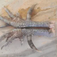 فروش سیخ پا خروس پنج سانتی