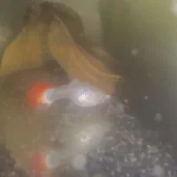 30 تابچه گوپی چندنژاد