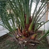 پا جوش نخل برحی|گل و گیاه طبیعی|خرمشهر, |دیوار