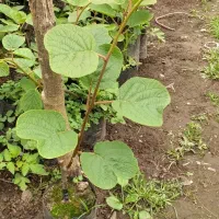 نهال کیوی درجه یک