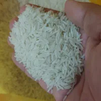 برنج طارم هاشمی گیلان