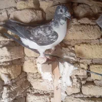 کبوتر ماده|پرنده|نوبندگان, |دیوار