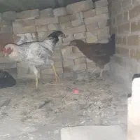 مرغو خروس معاوضه با کبوتر