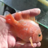 ماهی فلاور هورن و پرت|ماهی|تبریز, |دیوار