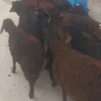 ۱۸راس بره قزل افشار