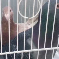 کبوتر|پرنده|مشهد, چهارچشمه|دیوار