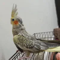 عروس هلندی مرواریدی سالم و سرحال